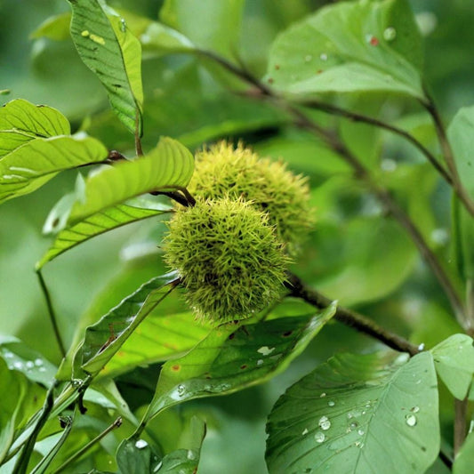 Chinese Chestnut Tree – Castanea mollissima Live Bare Root | 2–3 Feet Tall | Hardy Edible Nut Tree | Backyard Orchard & Wildlife Friendly