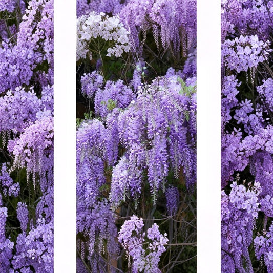 Wisteria – 2 Live Rooted Plants | Bare Root | 6–10 Inches Tall | Fragrant Flowering Climbing Vine | Easy to Grow