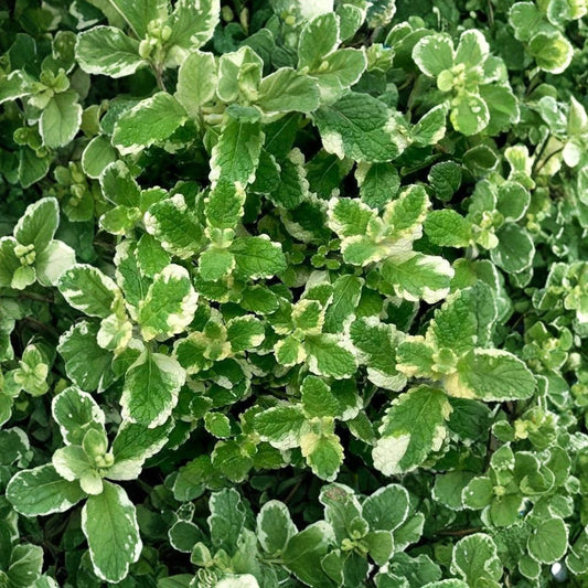 Pineapple Mint – Mentha suaveolens ‘Variegata’ Unrooted Cuttings | 6 Cuttings | Organic Herb Plant | Variegated Mint | Easy to Root