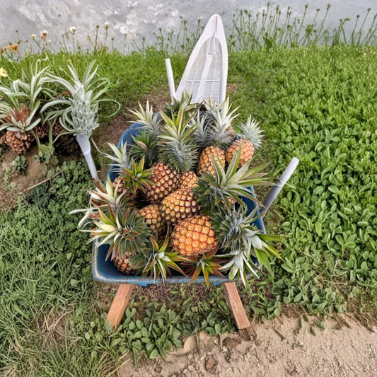 Sugarloaf Pineapple – 2 Live Plants | 4–6 Inches Tall | Ananas comosus | Ships Without Pot | Tropical Fruit Plant | Edible Pineapple