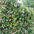 Asian Star Jasmine Live Plants – Trachelospermum asiaticum | Lot of 5 Vines | Fragrant Climbing Ground Cover | Hardy Evergreen