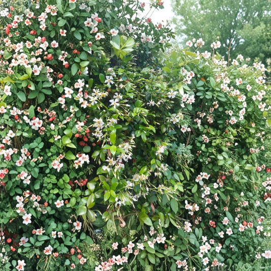 Asian Star Jasmine Live Plants – Trachelospermum asiaticum | Lot of 5 Vines | Fragrant Climbing Ground Cover | Hardy Evergreen