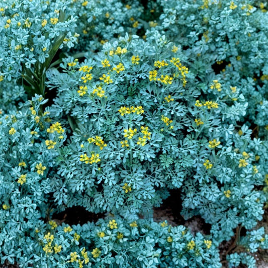 Rue Plant – Ruta graveolens Live Herb | 5 Inches Tall | 3.5 Inch Nursery Pot | Aromatic Perennial Herb | Easy Care Garden & Container Plant
