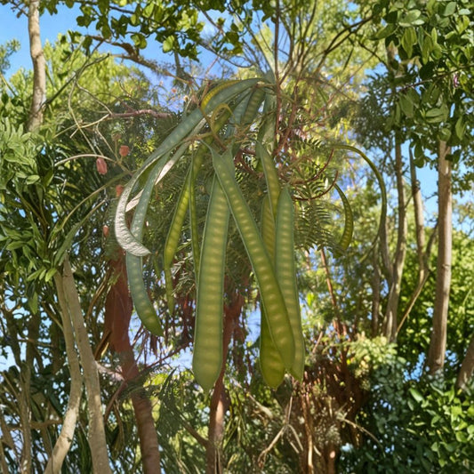 Guaje Miracle Tree – Leucaena leucocephala Live Plant | 5–12 Inches Tall | Fast Growing | Nitrogen Fixing | Drought Tolerant | Organic Grown