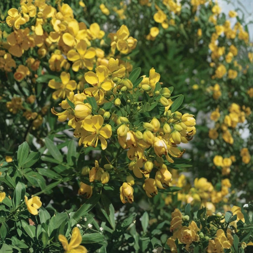 Tree Senna – Senna corymbosa Live Plant | 1 Gallon Pot | Fully Rooted | Yellow Flowering Shrub
