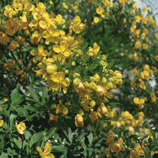 Tree Senna – Senna corymbosa Live Plant | 1 Gallon Pot | Fully Rooted | Yellow Flowering Shrub