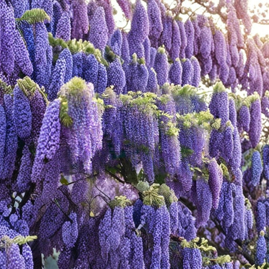 Wisteria Starter Plant | 4–6 Inches Tall | Well Rooted Live Vine | Hardy Flowering Climbing Plant | Ready to Grow