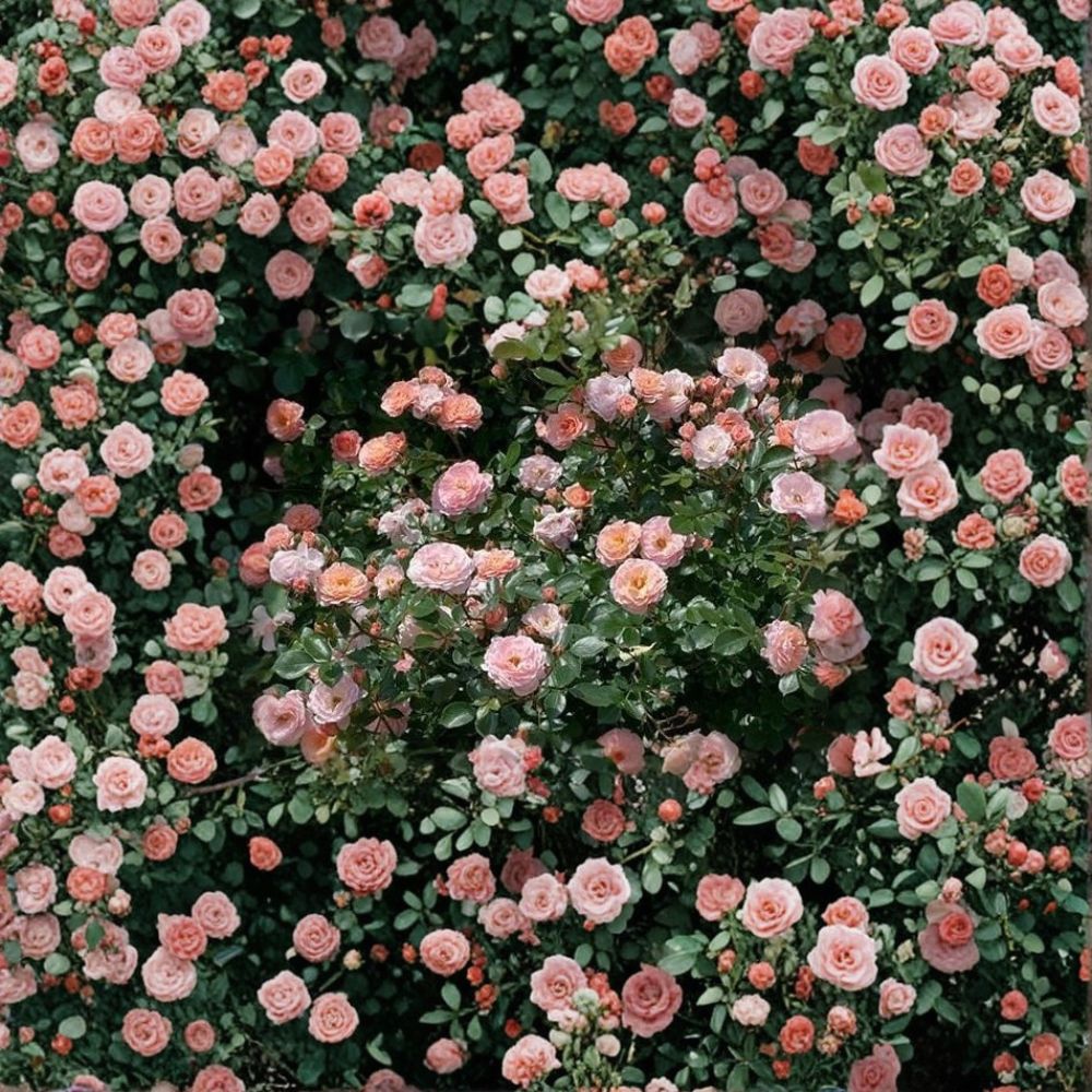 Apricot Drift® Groundcover Rose – Rosa 'Meimirrot' Live Plant | 1 Quart Size | Ships in Fabric Grow Bag | Repeat Blooming Rose | Easy to Grow