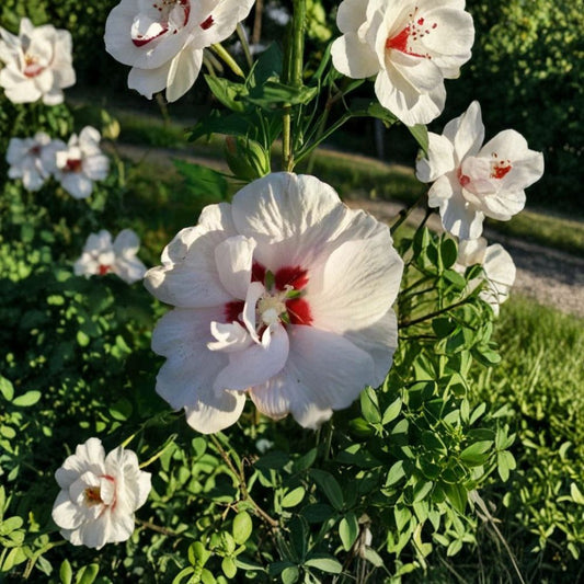Double White Althea Rose of Sharon – Hibiscus syriacus Live Plant | 1 Gallon Size | Double White Blooms | Easy to Grow Flowering Shrub | Hardy Landscape Plant