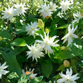 Belle of India Jasmine – Jasminum sambac Double Live Plant | Fragrant Arabian Jasmine | Rooted Starter in Pot | Indoor & Patio Flowering Plant