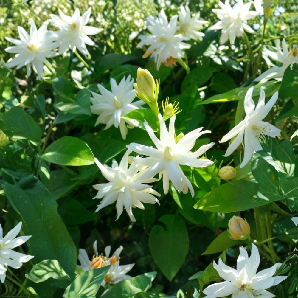 Belle of India Jasmine – Jasminum sambac Double Live Plant | Fragrant Arabian Jasmine | Rooted Starter in Pot | Indoor & Patio Flowering Plant