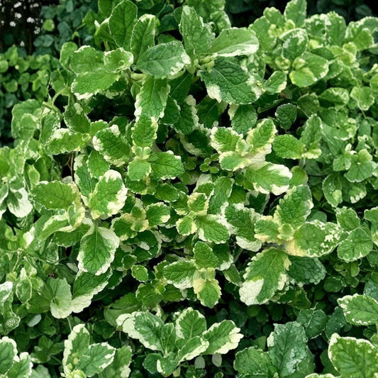 Pineapple Mint – Mentha suaveolens ‘Variegata’ Unrooted Cuttings | 12 Cuttings | Organic Herb Plant | Variegated Mint | Easy to Root