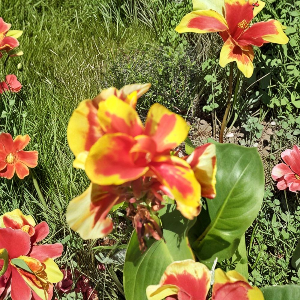 Red Gold Flame Canna Lily – Live Starter Plant | Bare Root | Semi-Dwarf Tropical Flower | Vibrant Red & Gold Blooms | Easy to Grow