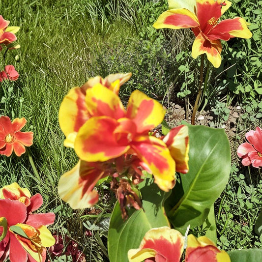 Red Gold Flame Canna Lily – Live Starter Plant | Bare Root | Semi-Dwarf Tropical Flower | Vibrant Red & Gold Blooms | Easy to Grow