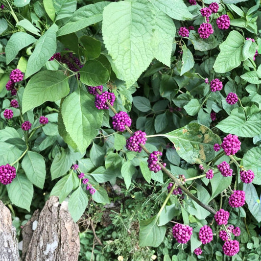 American Beautyberry Live Plant – 12+ Inches Tall | Callicarpa americana | Purple Berry Shrub | Native Perennial | Edible Fruit | Garden & Wildlife Friendly