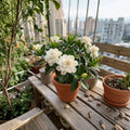 Cape Jasmine Seeds – Gardenia jasminoides | 50 Seeds | Fragrant White Flower | Outdoor Garden & Balcony Plant | Ornamental Shrub