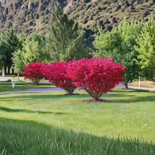 Burning Bush Live Shrub | 1 Foot Tall | Kochia trichophylla Bare Root Plant | Organic Ready to Plant | Vibrant Red Fall Foliage