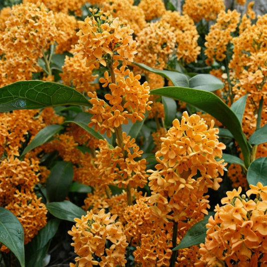 Apricot Echo Sweet Olive – Osmanthus fragrans Live Rooted Starter Plant | Fragrant Tea Olive | Ships in Nursery Pot | Evergreen Patio & Garden Shrub