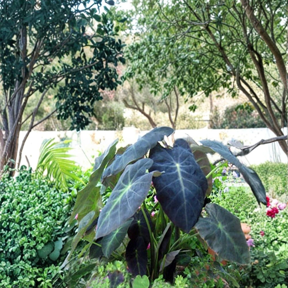 Black Beauty Elephant Ear – Colocasia antiquorum Live Plant | 3–8 Inches Tall | Includes Nursery Pot | Tropical Foliage Plant | Easy to Grow