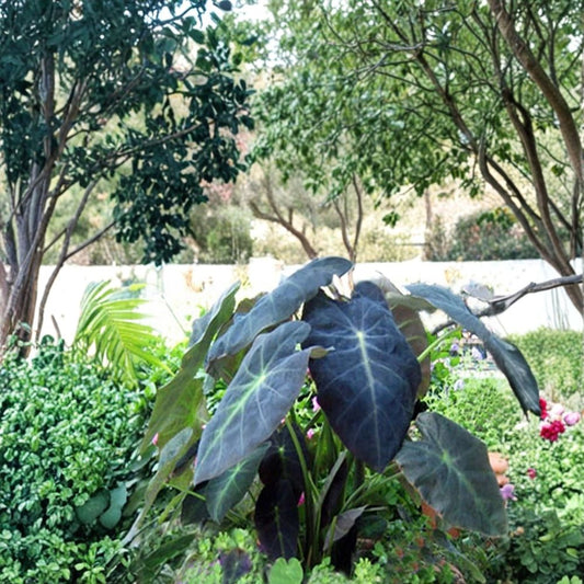Black Beauty Elephant Ear – Colocasia antiquorum Live Plant | 3–8 Inches Tall | Includes Nursery Pot | Tropical Foliage Plant | Easy to Grow