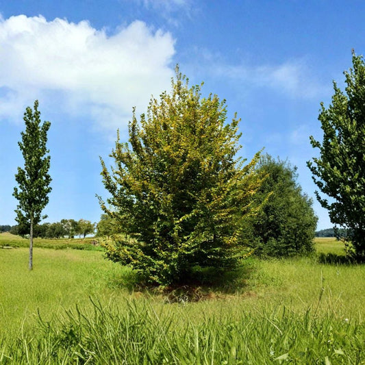 American Hornbeam – Live Plant | 12 Inches Tall | 4 Inch Pot | Carpinus caroliniana | Native Shade Tree | Woodland Garden