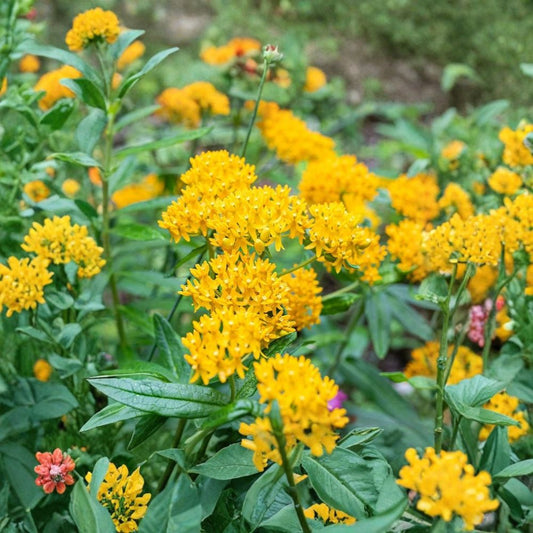 2 Yellow Milkweed Live Plants – Asclepias | 3–6" Starters | Monarch Butterfly Plant | Native Pollinator Garden | 1 Pot