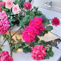 Ivy Geranium Salmon Pink Double Cuttings – 6 Pelargonium Starter Cuttings | Trailing Double Bloom Geranium | Patio & Hanging Basket Plant