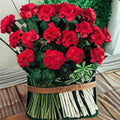 Geranium Pinto Premium Red Deep – Pelargonium Seeds | 1,000 Seeds | Deep Red Blooms | Vigorous Garden Variety | Pot & Landscape Friendly | Easy to Grow