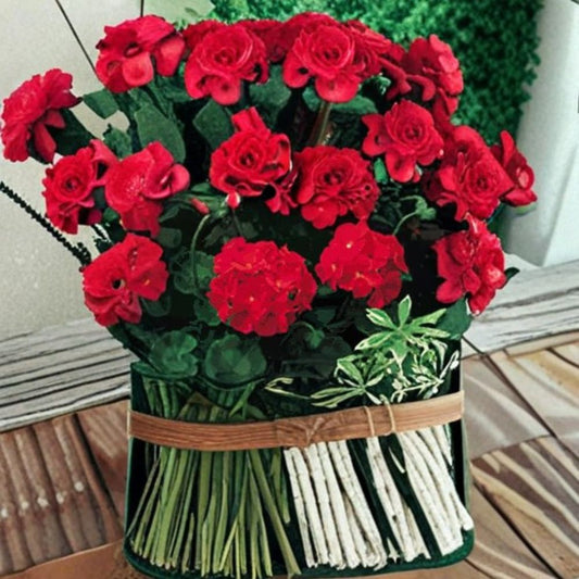 Geranium Pinto Premium Red Deep – Pelargonium Seeds | 1,000 Seeds | Deep Red Blooms | Vigorous Garden Variety | Pot & Landscape Friendly | Easy to Grow
