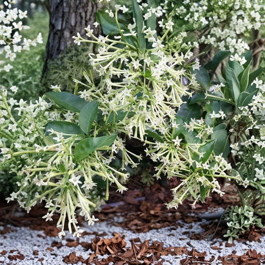 Night Blooming Jasmine – Cestrum nocturnum Live Plant | Healthy Rooted Starter | Ships With Pot | Intensely Fragrant Night-Blooming Shrub | Indoor & Outdoor