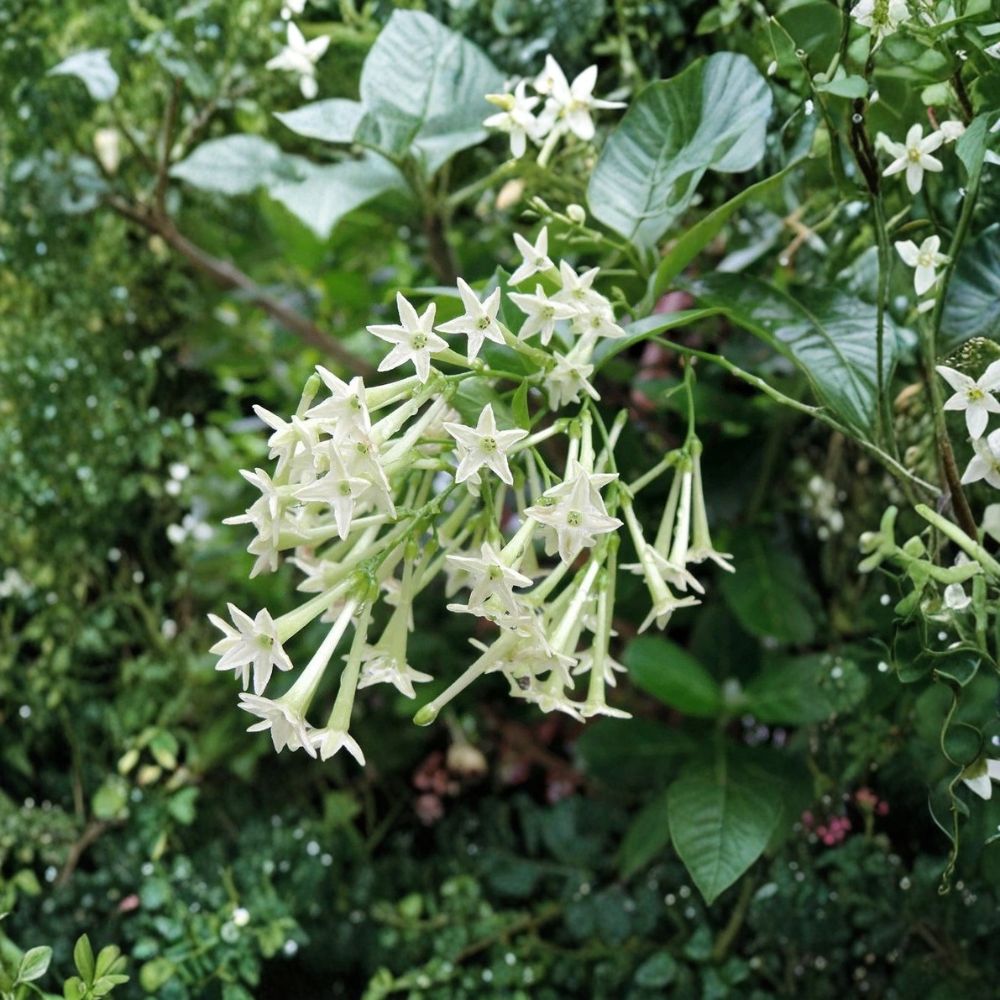 Night Blooming Jasmine – Cestrum nocturnum Live Plant | Rooted Starter in Pot | Intensely Fragrant Night Flower | Indoor & Outdoor Shrub