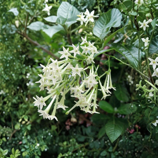 Night Blooming Jasmine – Cestrum nocturnum Live Plant | Rooted Starter in Pot | Intensely Fragrant Night Flower | Indoor & Outdoor Shrub