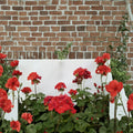 Presto Dark Red Blooming Geranium – Live Geranium Plant | 4.5 Inch Pot | Deep Red Flowers | Patio & Porch Friendly | Easy to Grow
