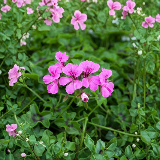 Reach Out Light Purple Ivy Geranium Seeds – 15 Trailing Pelargonium Seeds | Hanging Basket Flower Seeds | Patio Blooming Plant