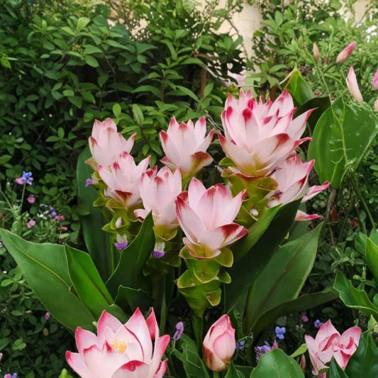 Siam Swing Curcuma Live Plant – 4 Inch Starter | Ornamental Ginger Flower Plant | Curcuma Ginger | Tropical Perennial | Shade Garden & Container Friendly | No Pot