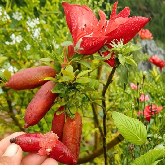 Red Finger Lime Tree – Live Plant | 1–2 Feet Tall | 3 Gallon Pot | Air Layered Citrus | Citrus Caviar | Gourmet Fruit Tree