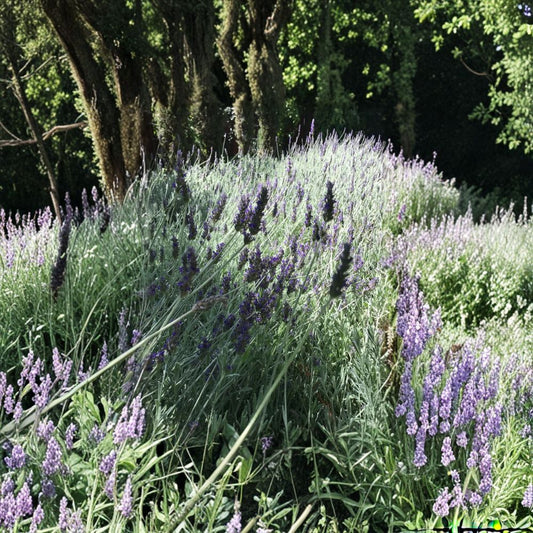 Organic Lavender Cuttings – Live English Lavender | 15 Unrooted Stems 6" | Easy to Root | Fragrant Herb Plant | Indoor Outdoor
