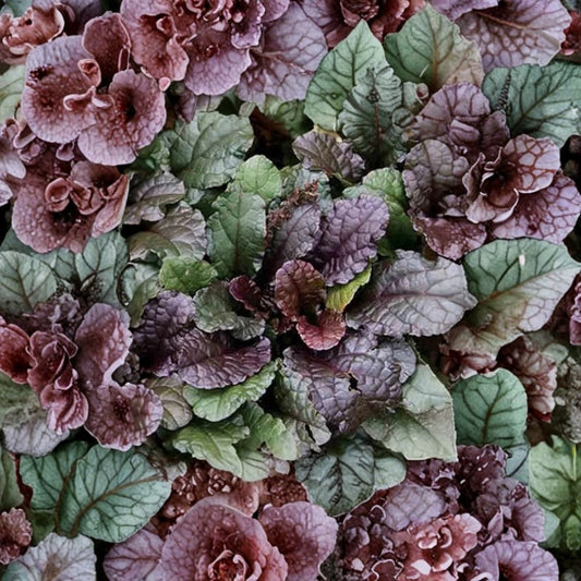 25 Live Ajuga 'Bronze Beauty' Plants – Healthy Ground Cover | Purple & Burgundy Foliage | Carpet Bugleweed | Shade Perennial | Deer Resistant