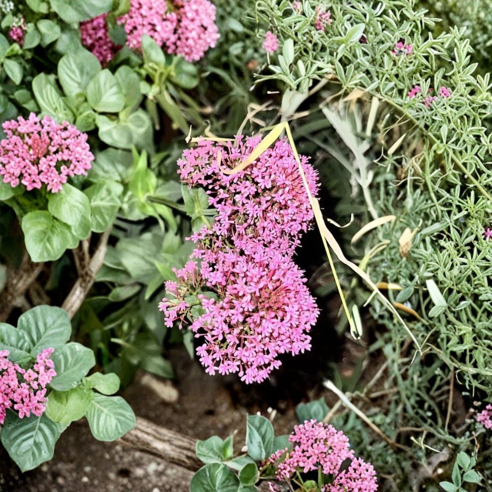 Red Valerian – Centranthus ruber Live Bare Root Plant | Perennial Flower | Pink to Red Blooms | Heat Tolerant Garden Favorite