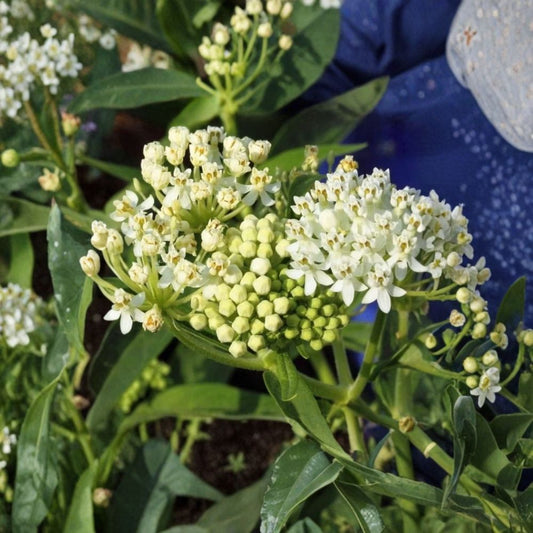 Set of 2 White Milkweed Live Plants – 4–6 Inches Tall | Perennial Butterfly Garden Plant | White Flowers | Pollinator Friendly | Garden & Container Friendly
