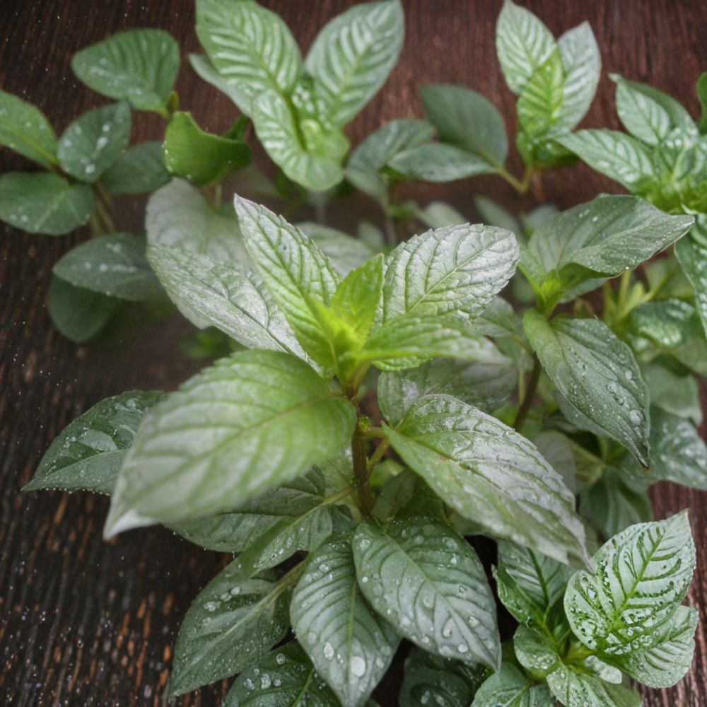 Peppermint Mint – Mentha × piperita Unrooted Cuttings | 3 Cuttings | Organic Herb Plant | Aromatic Culinary Mint | Easy to Root