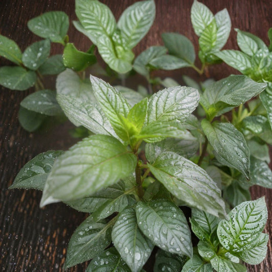 Peppermint Mint – Mentha × piperita Unrooted Cuttings | 3 Cuttings | Organic Herb Plant | Aromatic Culinary Mint | Easy to Root