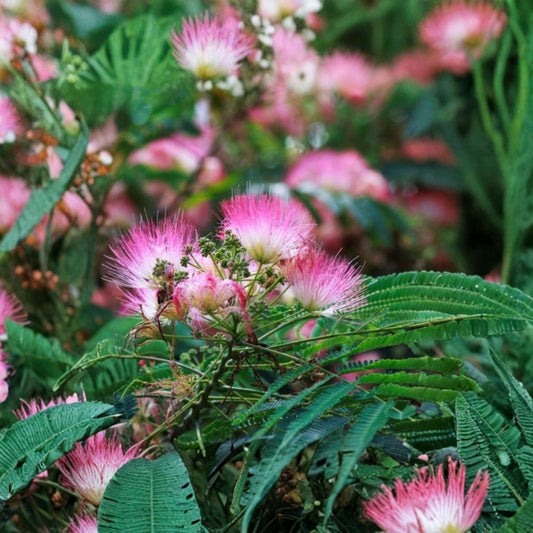 Pink Mimosa Tree Sapling Live Plant | 1+ Foot Tall | Bare Root Silk Tree | Albizia julibrissin | Fast Growing Ornamental Tree