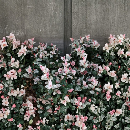 Snow N Summer™ Asian Jasmine – Trachelospermum asiaticum Live Plant | 1 Quart Size | Variegated Evergreen Groundcover | Fragrant Vine | Shade Tolerant