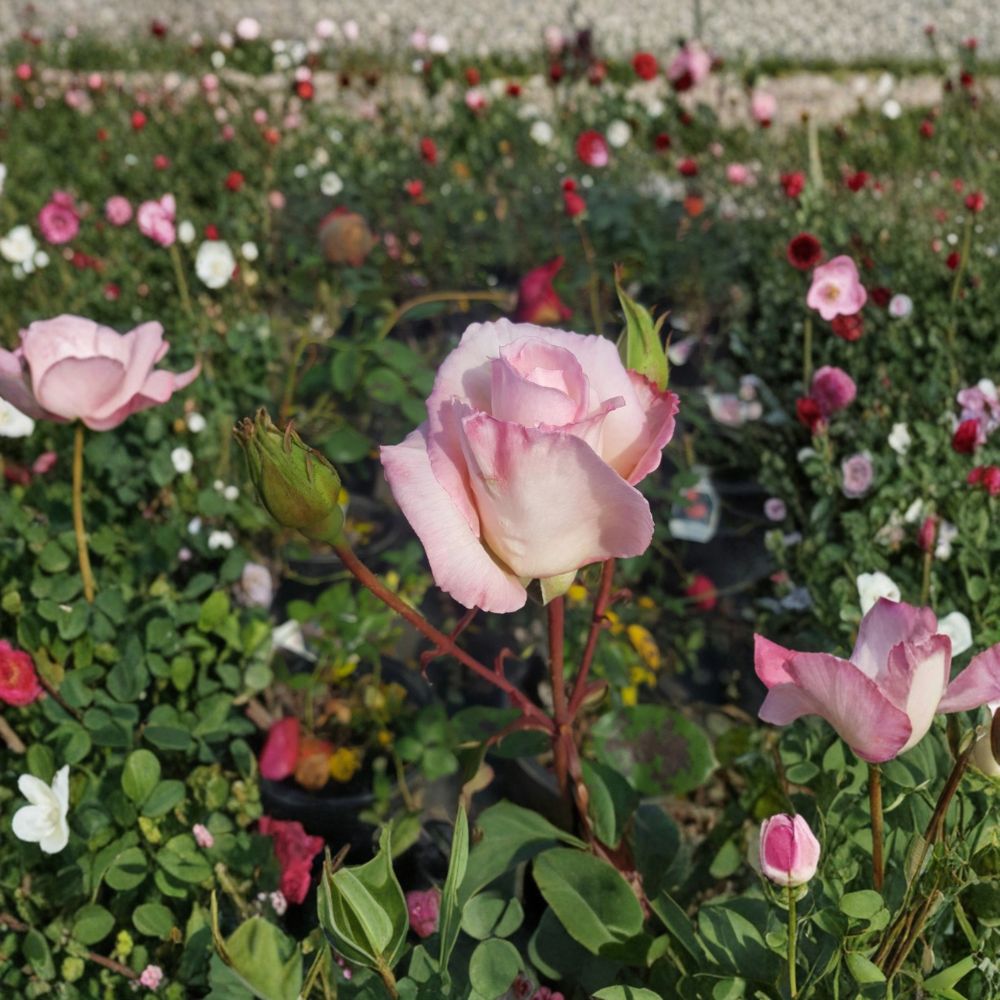 Kordes Perfecta Hybrid Tea Rose – Rosa Hybrid Live Plant | 5 Gallon Rose Bush | Everblooming Rose | Elegant Garden Rose | Two-Year-Old Field Grown Plant