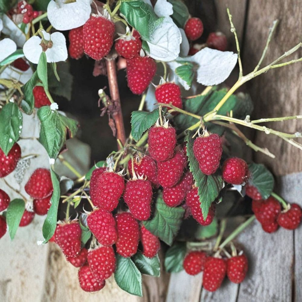 2 Heritage Everbearing Red Raspberry Canes | Bare Root 1-Year-Old Plants | Sweet Red Berries | Hardy Fruit Bush | Zone 3–8