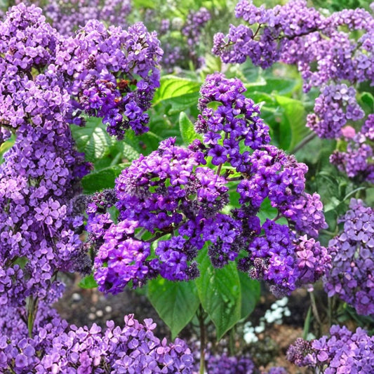 Heliotrope ‘Fragrant Delight’ – 2 Live Plants | 4–6 Inches Tall | Heliotropium arborescens | Purple Flowers | Fragrant Ornamental Plant | No Pot