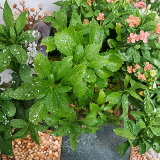 Japanese Spurge – Pachysandra terminalis Live Plants | 50+ Fresh Cuttings & Starts | Semi Bare Root | Ground Cover | Zones 4–8 | Shade Garden Plant