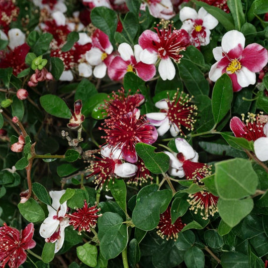 Pineapple Guava – Feijoa sellowiana Live Starter Plant | Well-Rooted in Nursery Pot | Sweet Tropical Fruit Tree | Evergreen Patio & Garden Plant
