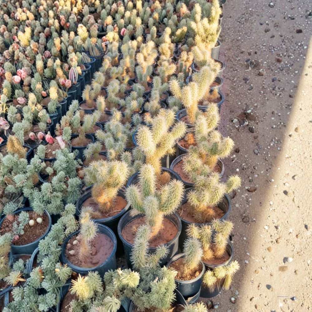 Teddy Bear Cholla Cactus – Cylindropuntia bigelovii Live Rooted Plant | Bare Root | 5 Gallon Size | Desert Cactus | Drought Tolerant